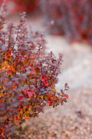 Colorful Leaves 