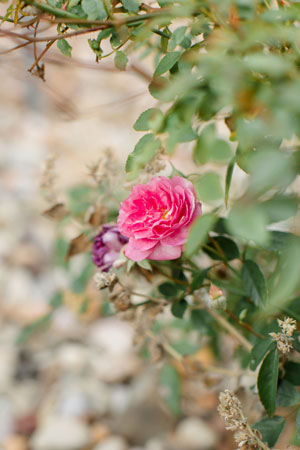 Pictured is a rose bush 